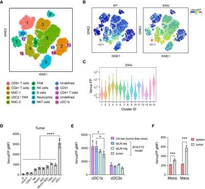 Nuanced role for dendritic cell intrinsic IRE1 RNase in the regulation of antitumor adaptive immunity